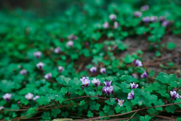 Oxalis, a genus of mostly perennial, sometimes annual herbs, known for its trifoliate leaves and...