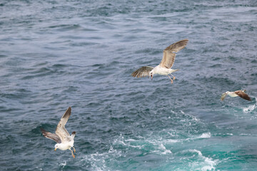 Naklejka premium Seagulls looking for fish in the water
