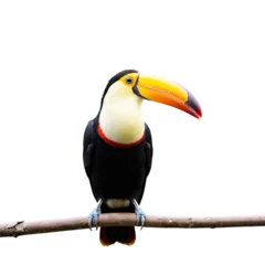 Printed roller blinds toucan bird isolated on transparent background