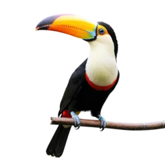 Fototapete toucan bird isolated on transparent background © Вячеслав Кравченко