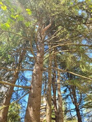 Fototapeta premium trees in the forest on a sunny day 
