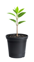Obraz premium Green Plant in Black Pot Growing in Soil with Bright Leaves