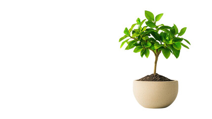 Obraz premium Green Indoor Plant in Decorative Pot for Home and Office Decoration