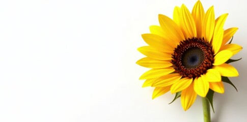 Obraz premium Yellow sunflower face with slight tilt on white background, yellow, sunflower