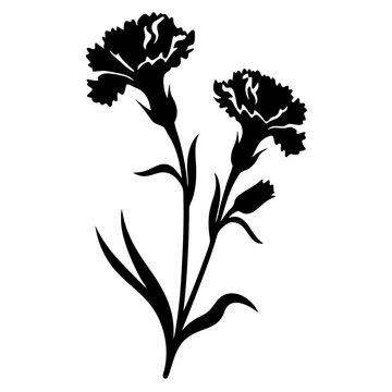 black carnation flowers on white background clip art preview