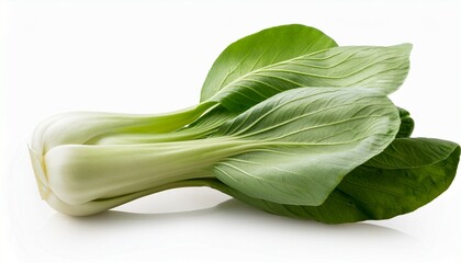 young organic white bok choy or bak choi chinese cabbage isolated on a white background