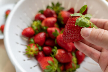 Hand holding fresh ripe strawberries on a blurred background of strawberries in a white colander. Fresh seasonal berries. Food hygiene.