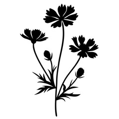 Elegant Black Silhouette of Blooming Cosmos Flowers Botanical Illustration