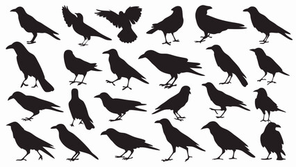 Fototapeta premium Caw silhouette vector set