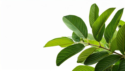 Obraz premium Close-up of vibrant green leaves against a white background