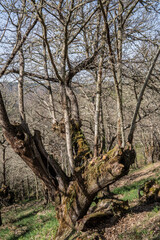 Chestnut trees in Entrambosríos, Parada de Sil, Ourense province, Galicia, Spain