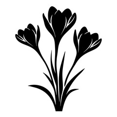 Elegant Black Silhouette of Three Crocus Flowers Blooming Together