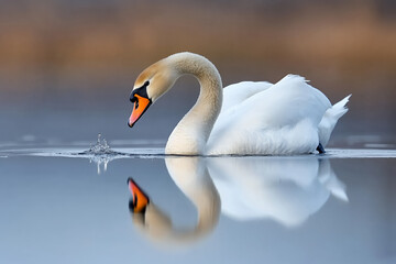Fototapeta premium graceful swan glides across calm lake, creating gentle ripples in water while reflecting its elegant form