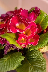 Vibrant pink primrose flowers with lush green leaves in a cozy indoor setting during springtime