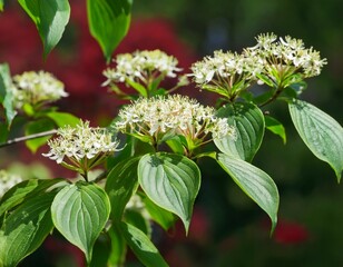 cornus sanguinea red dogwood plant in flower cornus with tiny white flowers and green leaves flowering shrub of cornus sanguinea in spring garden