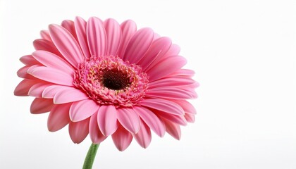 pink gerbera flower isolated on white background vibrant bright pink gerbera daisy blooming flower