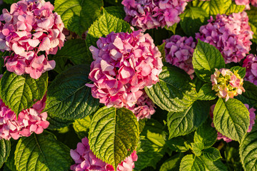 Vibrant pink hydrangea blooms surrounded by lush green leaves in bright daylight garden scene.
