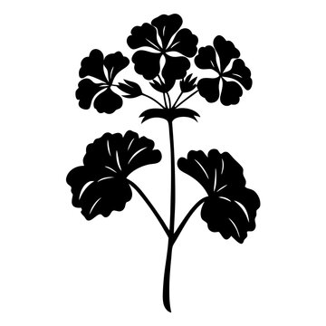black geranium plant silhouette on white clip art preview