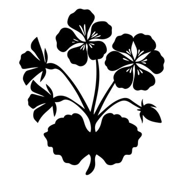 black geranium flowers on white background clip art preview