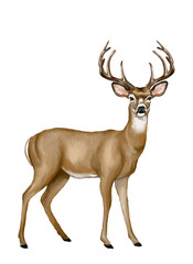 deer Hand drawn illustration on a transparent background