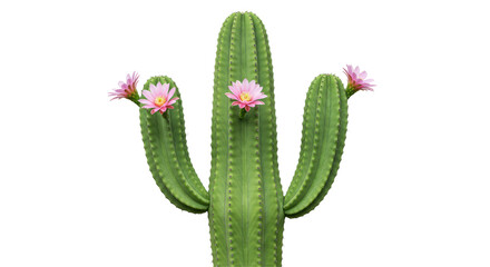 Isolated Blooming Cactus Plant