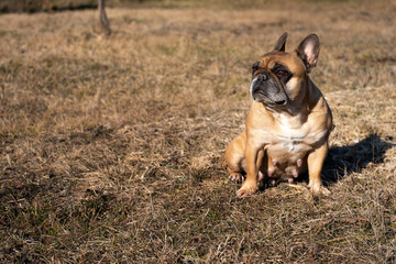 Obraz premium French Bulldog Sitting in a Sunlit Field