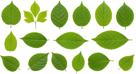 Isolated Assorted Green Leaves