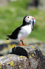 Puffins
