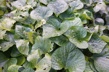 Pests showing holes creating damage on green sweet potato leaves