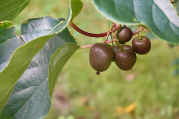 Hardy kiwi fruits growing on a vine in summer sunlight © tonifrito