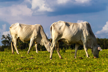 Zebu Nellore cow in the pasture area of a beef cattle farm in Brazil