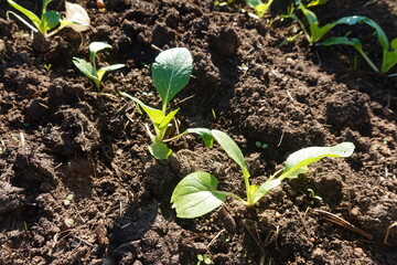 Bok choy seedlings growing in fertile soil in vegetable garden