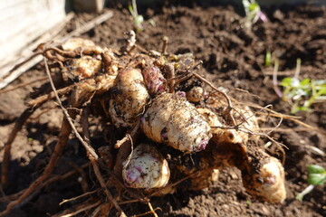 Farmer harvesting jerusalem artichoke tubers in garden soil