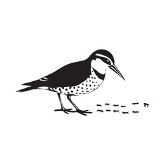 Black and White Bird with Ants Versatile Vector Design for Ornithology Ecology Projects