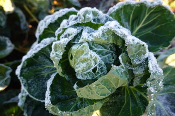 Frost covering cabbage plant in winter garden
