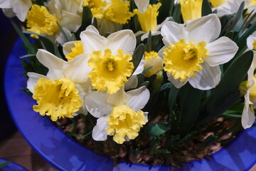 White and yellow daffodils blooming in blue pot