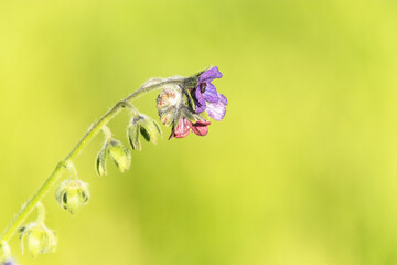 Primer plano de un Cynoglossum creticum (Lengua de perro) 