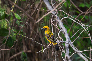 The yellow bird on Build nest from dry stick hay in nature