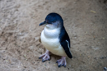 The Fairy penguin or blue penguin is so cute and local animal in phillip island,Australia