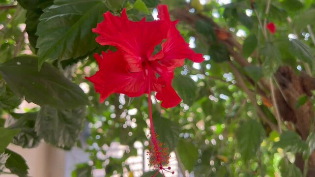 Red Hibiscus flower blooming among the leaves in the gardenHibiscus rosa-sinensis. China rose, Hawaiian hibiscus, rose mallow, tropical hibiscus It is wide. Exotic tropical island nature garden.