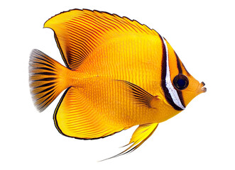 Butterfly fish