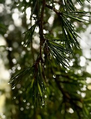 branches of a pine