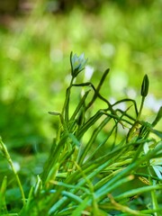 close up of a green plant