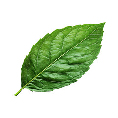 Obraz premium Single fresh mint leaf with crisp edges and vibrant green color