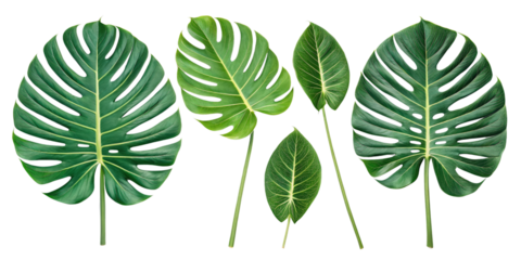 Tropical Leaves Composition Five Green Monstera and Philodendron Leaves Isolated on Transparent Background, Plant, foliage, Monstera, Philodendron, Tropical
