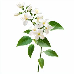 Obraz premium Delicate white jasmine flowers with lush green leaves isolated on a white background for beauty and nature themed projects