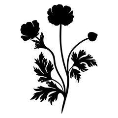 Black and white illustration of ranunculus , flower silhouette vector designs.