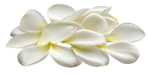 Fototapeta premium Plumeria Flower Petals Composition Close-up of White Plumeria Blossom, Isolated on Transparent Background, Plumeria, Frangipani, Tropical Flower, Plumeria, Frangipani, White Flower