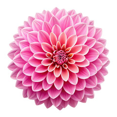Fototapeta premium Pink Dahlia Flower, Isolated on Transparent Background Detailed Macro Photography, Floral Design Element, Dahlia, Flower, Floral