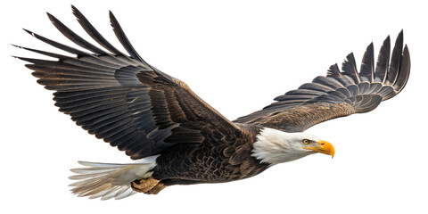 Obraz premium Bald Eagle in Flight, Isolated on Transparent Background, High-Resolution Image, Wildlife Photography, Bald eagle, bird of prey, american eagle